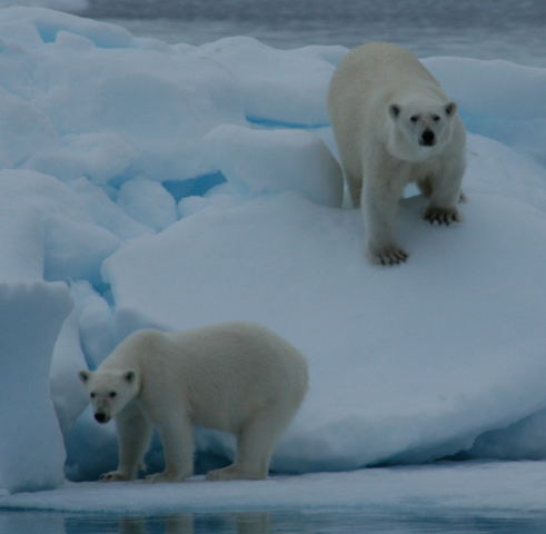 Polar Bears in the Arctic (Photo by Carl Safina)