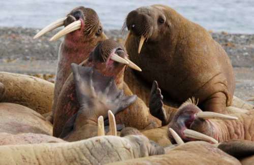 Walruses in the Arctic (Photo by Carl Safina)